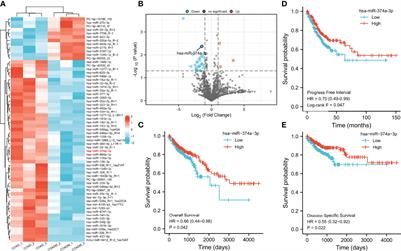 Yiqi Jianpi Huayu Jiedu Decoction Inhibits Metastasis of Colon Adenocarcinoma by Reversing Hsa-miR-374a-3p/Wnt3/β-Catenin-Mediated Epithelial–Mesenchymal Transition and Cellular Plasticity